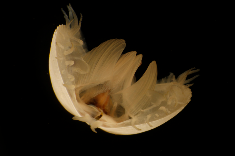 Conocido como “cangrejo herradura”, el Limulidae es en realidad pariente de los arácnidos